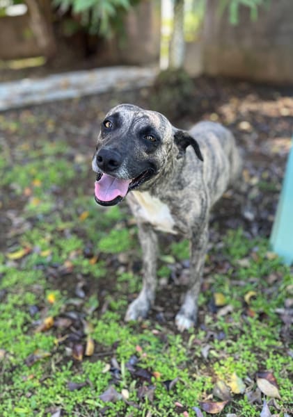 Donna, femelle, croisée berger, née le 10/09/2023
