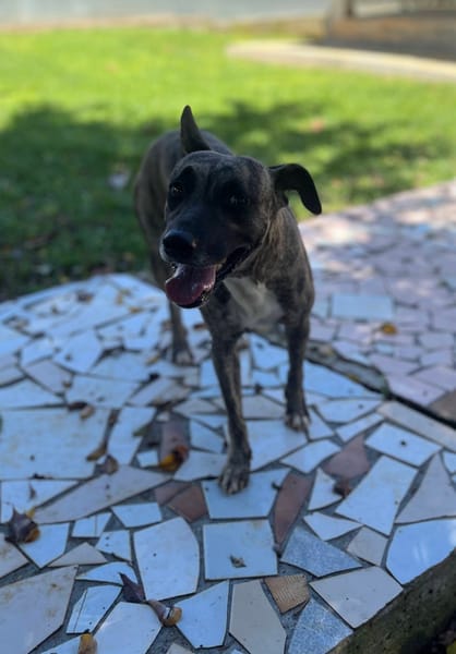 Donna, femelle, croisée berger, née le 10/09/2023