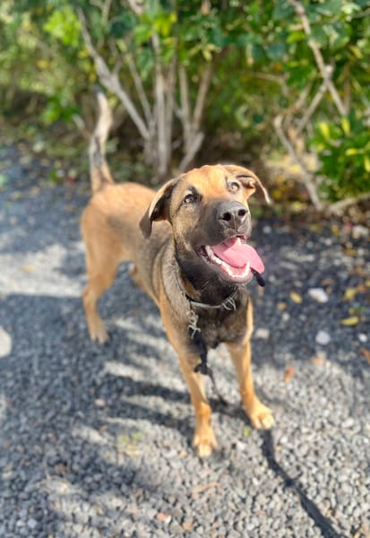 Câline, femelle croisée berger née le 01/06/2025