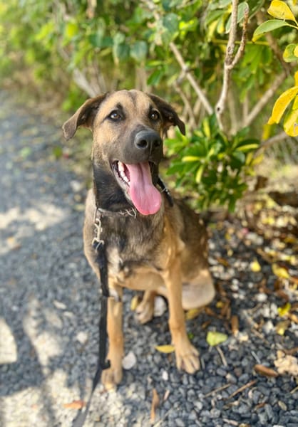 Câline, femelle croisée berger née le 01/06/2025