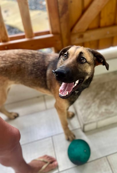 Câline, femelle croisée berger née le 01/06/2025