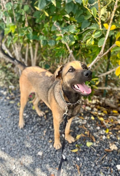 Câline, femelle croisée berger née le 01/06/2025