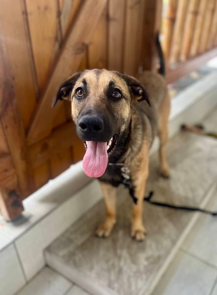 Câline, femelle croisée berger née le 01/06/2025