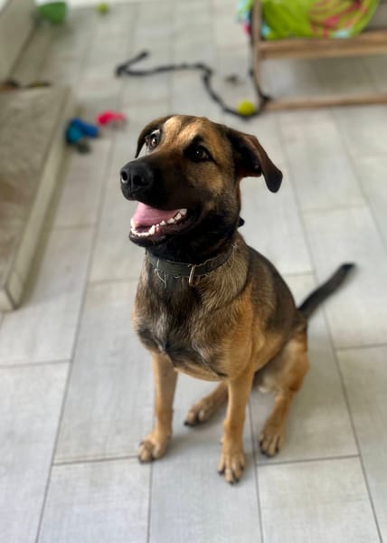 Câline, femelle croisée berger née le 01/06/2025