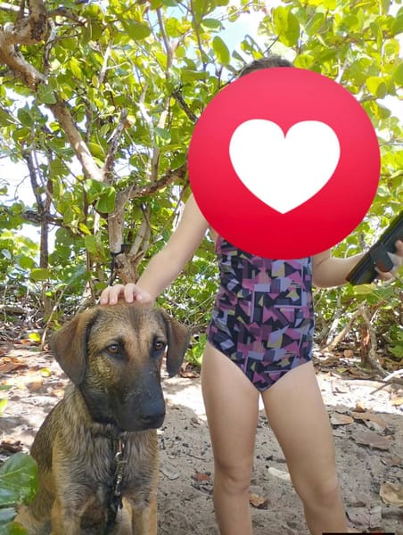 Câline, femelle croisée berger née le 01/06/2025