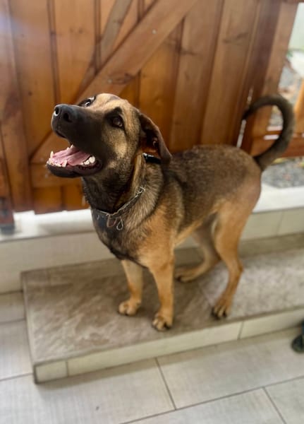 Câline, femelle croisée berger née le 01/06/2025