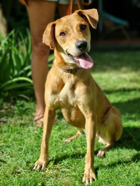 Bonny, femelle X berger, née le 28/11/2024