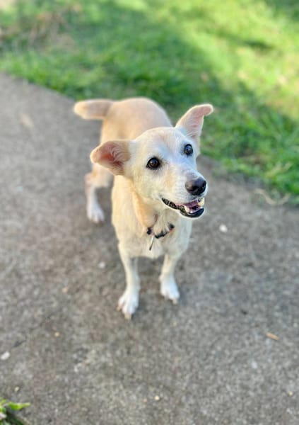 Belcha, femelle X créole née le 01/03/2013