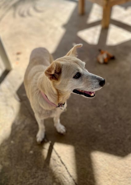 Belcha, femelle X créole née le 01/03/2013