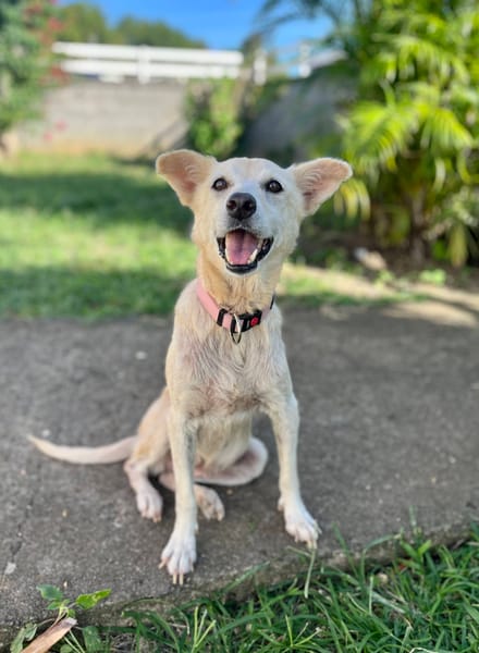 Belcha, femelle X créole née le 01/03/2013