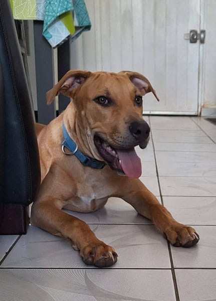 Barton, mâle croisé berger, né le 15/06/2025