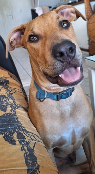 Barton, mâle croisé berger, né le 15/06/2025