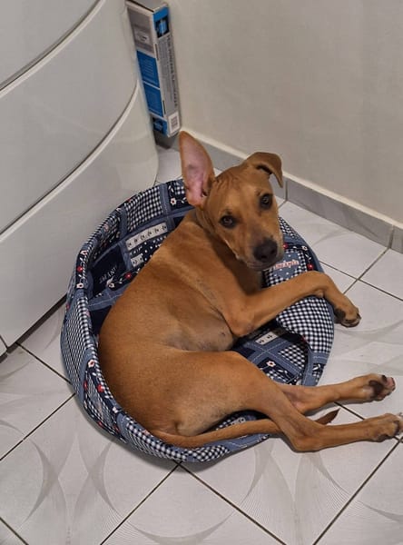 Barton, mâle croisé berger, né le 15/06/2025