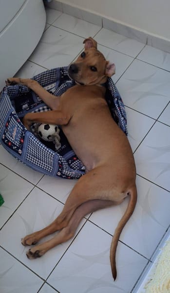 Barton, mâle croisé berger, né le 15/06/2025