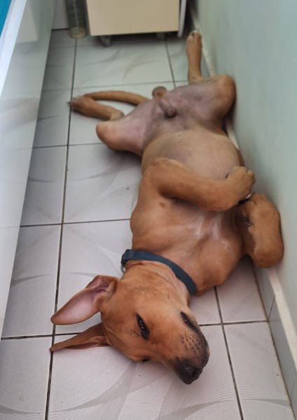 Barton, mâle croisé berger, né le 15/06/2025