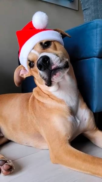 Barton, mâle croisé berger, né le 15/06/2025