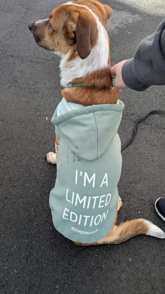 Amore, mâle X berger né le 03/05/2025