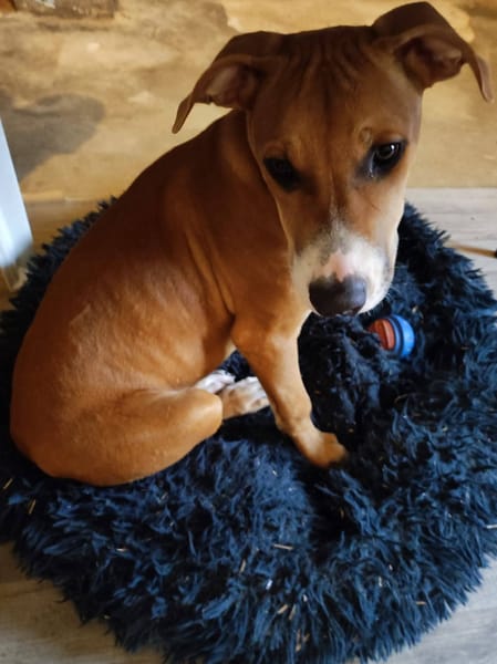 Aéla, femelle croisée berger, née le 15/06/2025 🐶