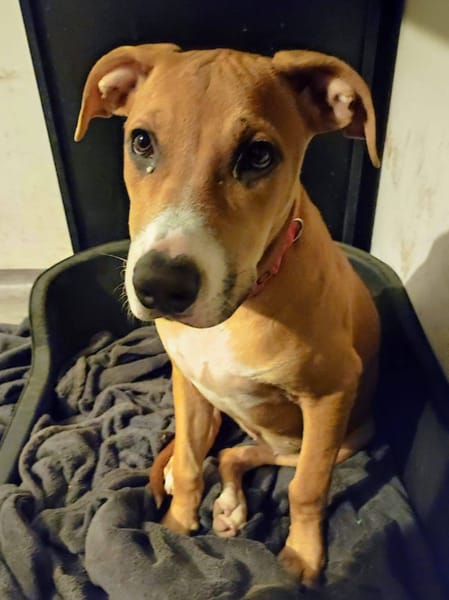 Aéla, femelle croisée berger, née le 15/06/2025 🐶