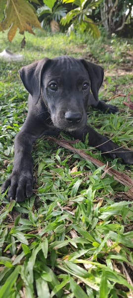 Zack, mâle Xberger né le 15/10/2025