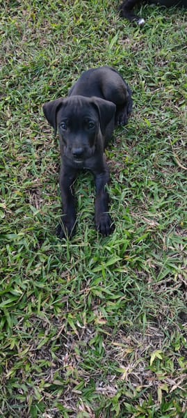 Zack, mâle Xberger né le 15/10/2025