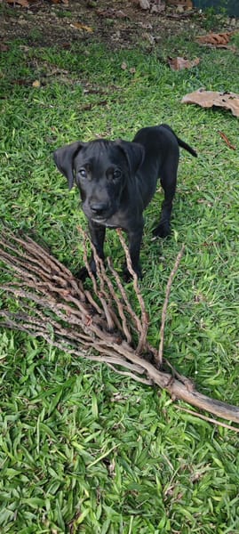 Zack, mâle Xberger né le 15/10/2025