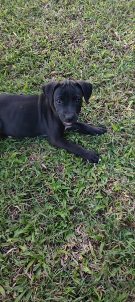 Zack, mâle Xberger né le 15/10/2025