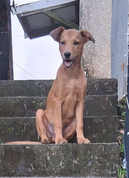 Ynook, mâle X croisé berger né le 06/09/2025