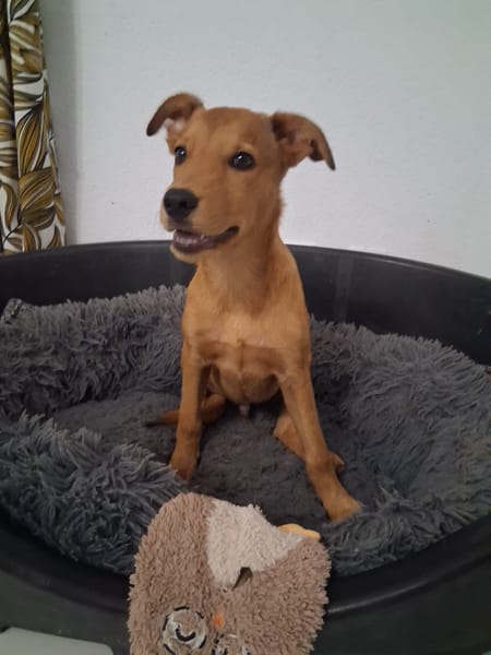 Ynook, mâle X croisé berger né le 06/09/2025