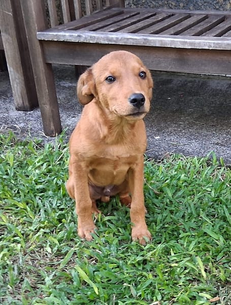 Ynook, mâle X croisé berger né le 06/09/2025