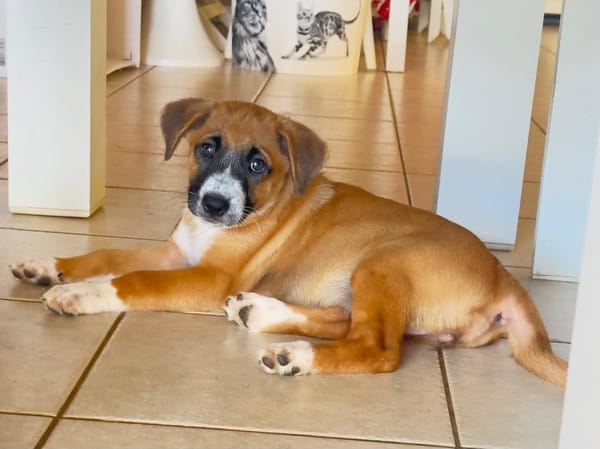 Zahara, femelle croisée berger, née le 01/11/2025 🤍