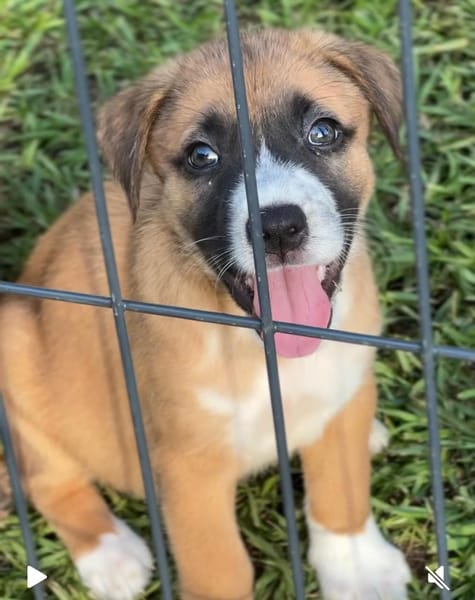 Zahara, femelle croisée berger, née le 01/11/2025 🤍