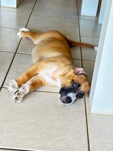 Zahara, femelle croisée berger, née le 01/11/2025 🤍