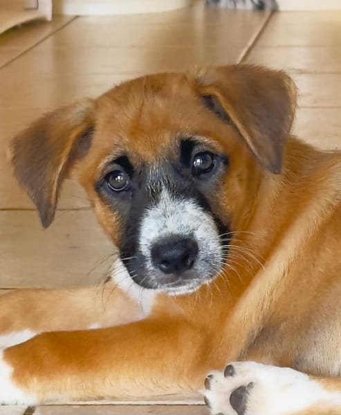 Zahara, femelle croisée berger, née le 01/11/2025 🤍