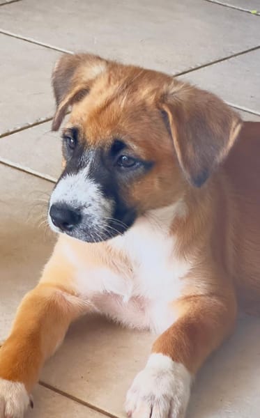 Zahara, femelle croisée berger, née le 01/11/2025 🤍