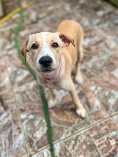 Tyna, femelle X croiser berger , née le 15/08/2025