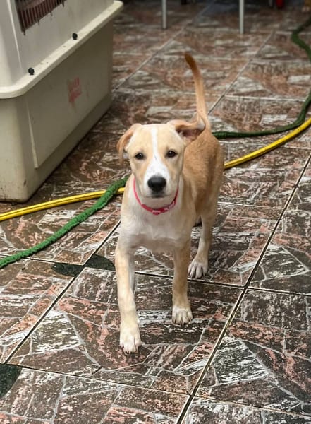 Tyna, femelle X croiser berger , née le 15/08/2025