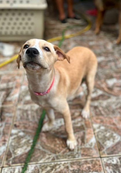 Tyna, femelle X croiser berger , née le 15/08/2025