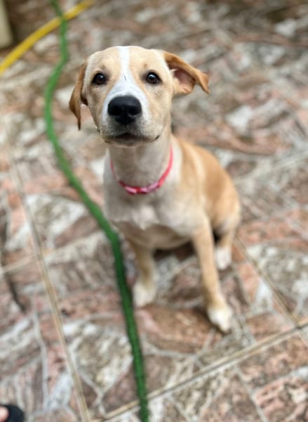 Tyna, femelle X croiser berger , née le 15/08/2025