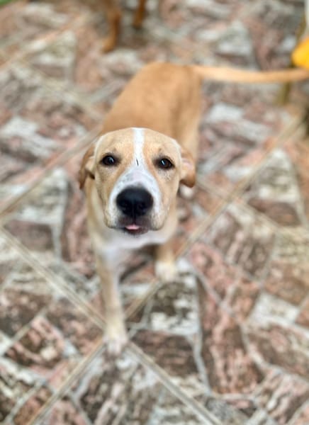 Tyna, femelle X croiser berger , née le 15/08/2025