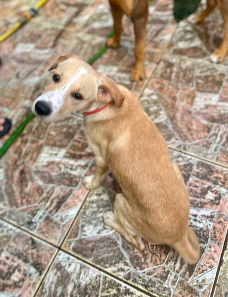 Tyna, femelle X croiser berger , née le 15/08/2025