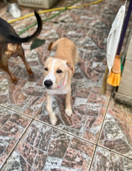 Tyna, femelle X croiser berger , née le 15/08/2025