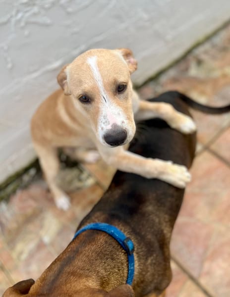 Tyna, femelle X croiser berger , née le 15/08/2025