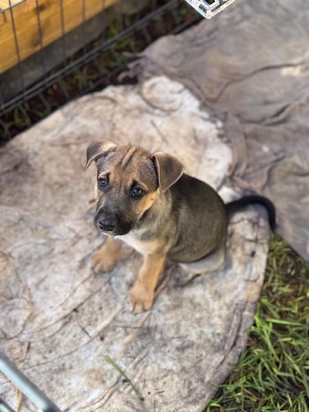 Thalie, femelle croisée berger, née le 01/11/2025 🤍