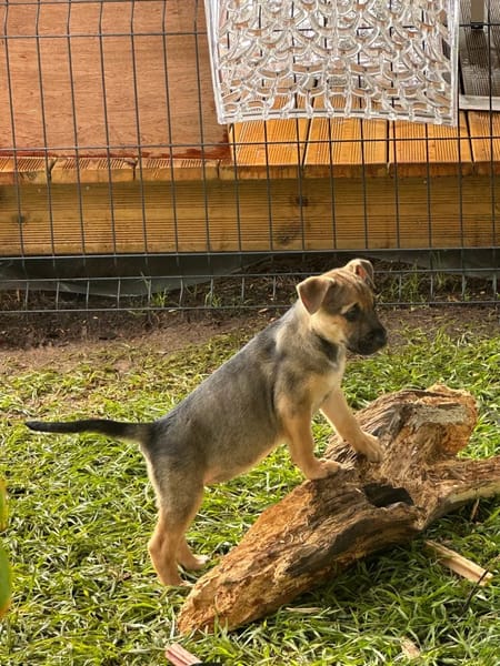 Thalie, femelle croisée berger, née le 01/11/2025 🤍