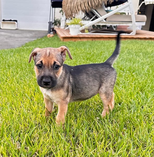 Thalie, femelle croisée berger, née le 01/11/2025 🤍