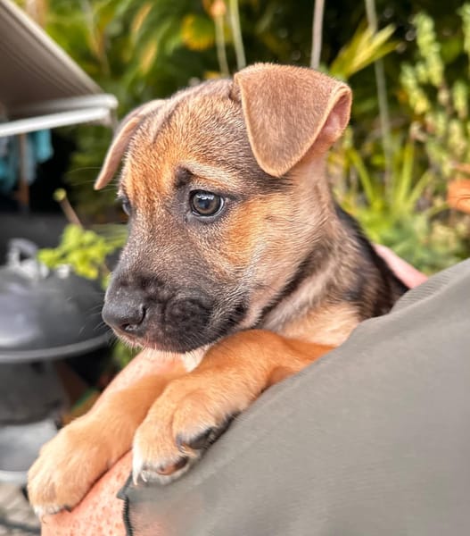 Thalie, femelle croisée berger, née le 01/11/2025 🤍