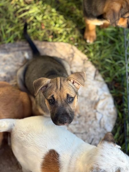 Thalie, femelle croisée berger, née le 01/11/2025 🤍