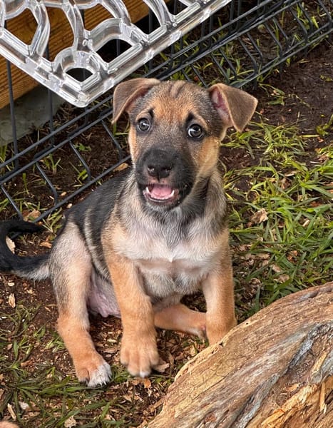 Thalie, femelle croisée berger, née le 01/11/2025 🤍
