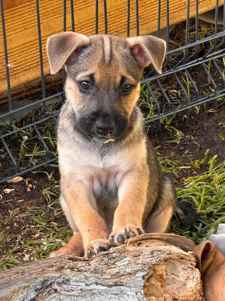 Thalie, femelle croisée berger, née le 01/11/2025 🤍